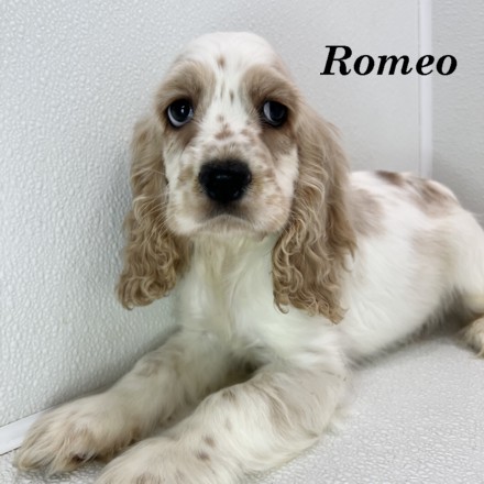 puppy, for, sale, Cocker Spaniel, Joe & Cherri  Overlease, dog, breeder, Miller, MO, dog-breeder, puppy-for-sale, forsale, nearby, find, puppyfind, locator, puppylocator, aca
